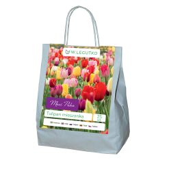 Tulipan Triumph mieszanka 25szt. - Cebule i Kłącza - W. Legutko Tulipan Triumph mieszanka 25szt. - Cebule i Kłącza - W. Legutko