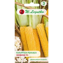 Kukurydza pękająca Dobosz F1 10g - Nasiona - W. Legutko Kukurydza pękająca Dobosz F1 10g - Nasiona - W. Legutko