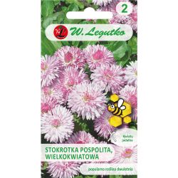 Stokrotka Maria różowa 0.10g - Nasiona - W. Legutko