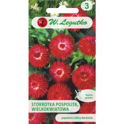 Stokrotka Gracja czerwona 0.10g - Nasiona - W. Legutko