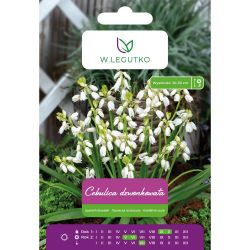 Cebulica dzwonkowata biała 5szt. - Cebule i Kłącza - W. Legutko Cebulica dzwonkowata biała 5szt. - Cebule i Kłącza - W. Legutko