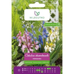 Cebulica dzwonkowata mieszanka 5szt. - Cebule i Kłącza - W. Legutko Cebulica dzwonkowata mieszanka 5szt. - Cebule i Kłącza - W. Legutko