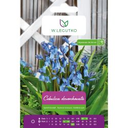 Cebulica dzwonkowata niebieska 5szt. - Cebule i Kłącza - W. Legutko Cebulica dzwonkowata niebieska 5szt. - Cebule i Kłącza - W. Legutko