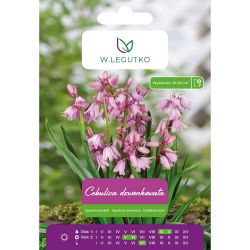Cebulica dzwonkowata różowa 5szt. - Cebule i Kłącza - W. Legutko Cebulica dzwonkowata różowa 5szt. - Cebule i Kłącza - W. Legutko