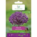 Czosnek Purple Sensation fioletowy 3szt. - Cebule i Kłącza - W. Legutko