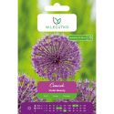 Czosnek Violet Beauty fioletowy 4szt. - Cebule i Kłącza - W. Legutko