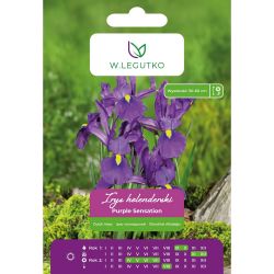 Irys holenderski Purple Sensation purpurowy 5szt. - Cebule i Kłącza - W. Legutko