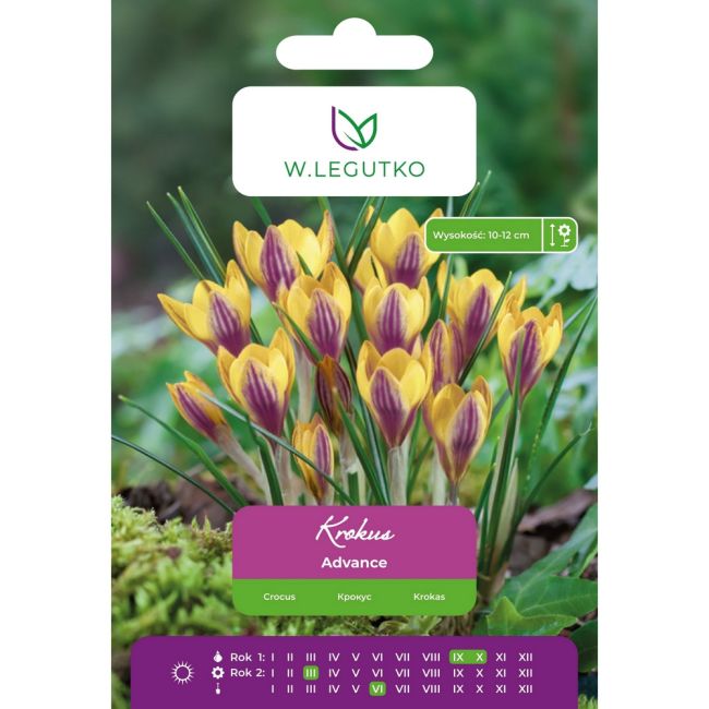 Krokus - Advance - Chrysanthus - żółto-purpurowy - 7szt. - Cebule i Kłącza - W. Legutko