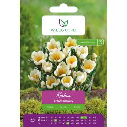 Krokus Cream Beauty kremowy 7szt. - Cebule i Kłącza - W. Legutko Krokus Cream Beauty kremowy 7szt. - Cebule i Kłącza - W. Legutko