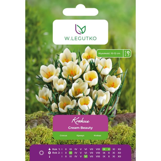 Krokus - Cream Beauty - Chrysanthus - kremowy - 7szt. - Cebule i Kłącza - W. Legutko