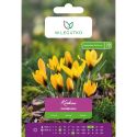 Krokus Goldilocks ciemnożółty 7szt. - Cebule i Kłącza - W. Legutko