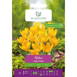 Krokus Large Yellow żółty 7szt. - Cebule i Kłącza - W. Legutko Krokus Large Yellow żółty 7szt. - Cebule i Kłącza - W. Legutko