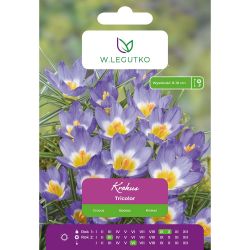 Krokus Tricolor żółto-biało-fioletowy 10szt. - Cebule i Kłącza - W. Legutko Krokus Tricolor żółto-biało-fioletowy 10szt. - Cebule i Kłącza - W. Legutko