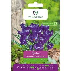 Krokus Purpureus Grandiflorus purpurowy 7szt. - Cebule i Kłącza - W. Legutko Krokus Purpureus Grandiflorus purpurowy 7szt. - Cebule i Kłącza - W. Legutko