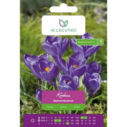Krokus Remembrance niebieski 7szt. - Cebule i Kłącza - W. Legutko Krokus Remembrance niebieski 7szt. - Cebule i Kłącza - W. Legutko