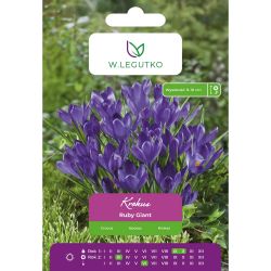 Krokus Ruby Giant purpurowy 10szt. - Cebule i Kłącza - W. Legutko Krokus Ruby Giant purpurowy 10szt. - Cebule i Kłącza - W. Legutko