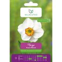 Narcyz Flower Record biało-żółty 4szt. - Cebule i Kłącza - W. Legutko