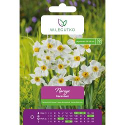 Narcyz Geranium biały 4szt. - Cebule i Kłącza - W. Legutko Narcyz Geranium biały 4szt. - Cebule i Kłącza - W. Legutko