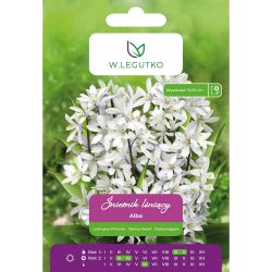 Śnieżnik lśniący Alba biały 10szt. - Cebule i Kłącza - W. Legutko Śnieżnik lśniący Alba biały 10szt. - Cebule i Kłącza - W. Legutko