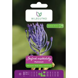 Szafirek miękkolistny Plumosum lilaróżowy 7szt. - Cebule i Kłącza - W. Legutko Szafirek miękkolistny Plumosum lilaróżowy 7szt. - Cebule i Kłącza - W. Legutko