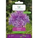 Zimowit Waterlily lilaróżowy 1szt. - Cebule i Kłącza - W. Legutko