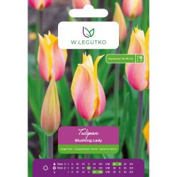 Tulipan Blushing Lady różowo-żółty 5szt. - Cebule i Kłącza - W. Legutko Tulipan Blushing Lady różowo-żółty 5szt. - Cebule i Kłącza - W. Legutko