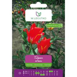 Tulipan Ali Baba różowo-czerwony 5szt. - Cebule i Kłącza - W. Legutko Tulipan Ali Baba różowo-czerwony 5szt. - Cebule i Kłącza - W. Legutko