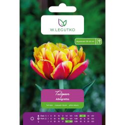 Tulipan Allegretto czerwony z żółtą obw. 5szt. - Cebule i Kłącza - W. Legutko Tulipan Allegretto czerwony z żółtą obw. 5szt. - Cebule i Kłącza - W. Legutko