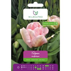 Tulipan Angelique różowy 5szt. - Cebule i Kłącza - W. Legutko