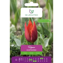 Tulipan Annie Schilder czerwono-pomarańczowy 5szt. - Cebule i Kłącza - W. Legutko Tulipan Annie Schilder czerwono-pomarańczowy 5szt. - Cebule i Kłącza - W. Legutko
