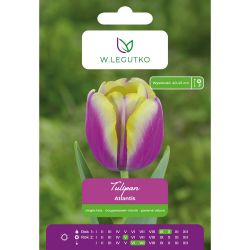 Tulipan Atlantis fioletowy z kremową obw. 5szt. - Cebule i Kłącza - W. Legutko Tulipan Atlantis fioletowy z kremową obw. 5szt. - Cebule i Kłącza - W. Legutko