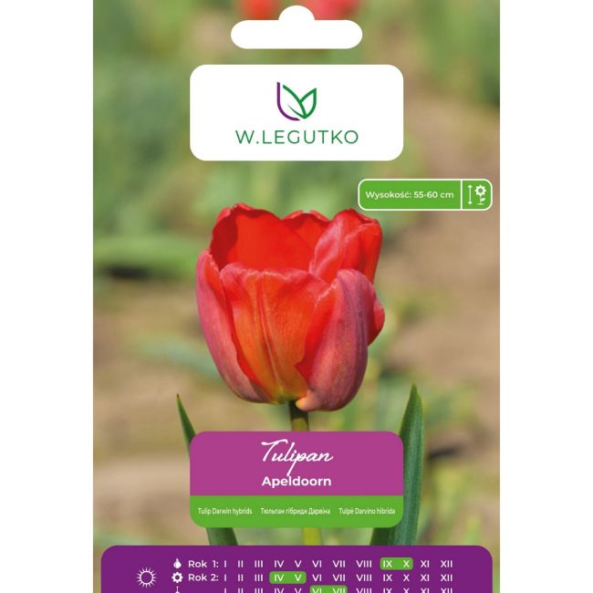 Tulipan - Apeldoorn - mieszańce Darwina - czerwony - 5szt. - Cebule i Kłącza - W. Legutko