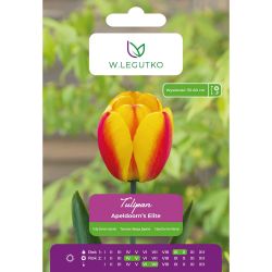 Tulipan Apeldoorn's Elite czerwony z żółtą obw. 5szt. - Cebule i Kłącza - W. Legutko Tulipan Apeldoorn's Elite czerwony z żółtą obw. 5szt. - Cebule i Kłącza - W. Legutko