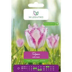 Tulipan Aria Card fioletowo-biały 4szt. - Cebule i Kłącza - W. Legutko Tulipan Aria Card fioletowo-biały 4szt. - Cebule i Kłącza - W. Legutko