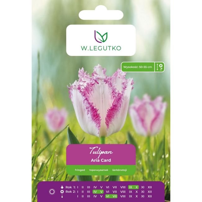 Tulipan - Aria Card - strzępiasty - fioletowo-biały - 4szt. - Cebule i Kłącza - W. Legutko