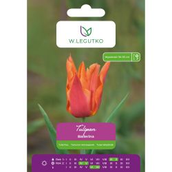 Tulipan Ballerina pomarańczowy 5szt. - Cebule i Kłącza - W. Legutko Tulipan Ballerina pomarańczowy 5szt. - Cebule i Kłącza - W. Legutko