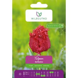Tulipan Barbados czerwony 4szt. - Cebule i Kłącza - W. Legutko