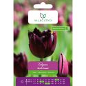 Tulipan - Black Jewel - strzępiasty - czarny - 4szt. - Cebule i Kłącza - W. Legutko