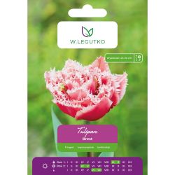 Tulipan Brest różowy z białą obwódką 4szt. - Cebule i Kłącza - W. Legutko Tulipan Brest różowy z białą obwódką 4szt. - Cebule i Kłącza - W. Legutko