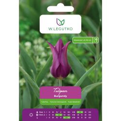 Tulipan Burgundy purpurowo-fioletowy 4szt. - Cebule i Kłącza - W. Legutko