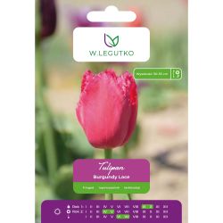 Tulipan Burgundy Lace winnoczerwony 4szt. - Cebule i Kłącza - W. Legutko Tulipan Burgundy Lace winnoczerwony 4szt. - Cebule i Kłącza - W. Legutko