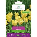 Tulipan botaniczny - Bright Gem -  żółty - 5szt. - Cebule i Kłącza - W. Legutko