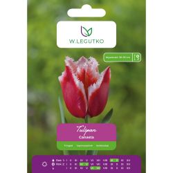 Tulipan Canasta czerwony z białą obw. 4szt. - Cebule i Kłącza - W. Legutko Tulipan Canasta czerwony z białą obw. 4szt. - Cebule i Kłącza - W. Legutko