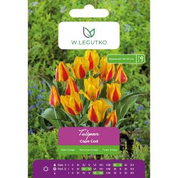 Tulipan Cape Cod morelowy z żółtą obw. 5szt. - Cebule i Kłącza - W. Legutko Tulipan Cape Cod morelowy z żółtą obw. 5szt. - Cebule i Kłącza - W. Legutko
