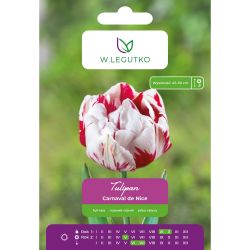 Tulipan Carnaval de Nice czerwono-biały 5szt. - Cebule i Kłącza - W. Legutko Tulipan Carnaval de Nice czerwono-biały 5szt. - Cebule i Kłącza - W. Legutko