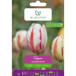 Tulipan Carnaval de Rio biały z czerwonymi smugami 5szt. - Cebule i Kłącza - W. Legutko Tulipan Carnaval de Rio biały z czerwonymi smugami 5szt. - Cebule i Kłącza - W. Legutko