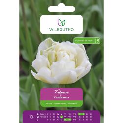 Tulipan Casablanca biały 5szt. - Cebule i Kłącza - W. Legutko Tulipan Casablanca biały 5szt. - Cebule i Kłącza - W. Legutko