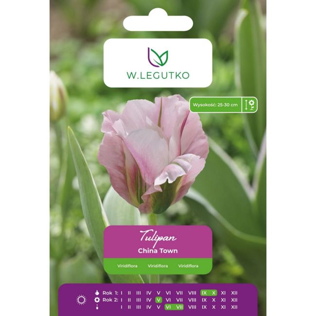 Tulipan - China Town - Viridiflora - różowy - 4szt. - Cebule i Kłącza - W. Legutko