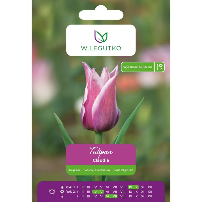 Tulipan - Claudia - liliokształtny - fioletowy z białą obwódką - 5szt. - Cebule i Kłącza - W. Legutko