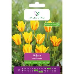 Tulipan Compostella żółto-czerwony 5szt. - Cebule i Kłącza - W. Legutko Tulipan Compostella żółto-czerwony 5szt. - Cebule i Kłącza - W. Legutko